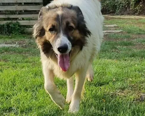 Vuoi adottare un cane a Bergamo?