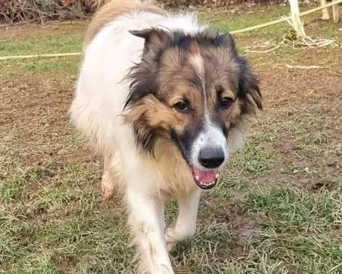 Adozione cane, maschio, meticcio, 8 anni e 9 mesi, taglia grande, Bergamo