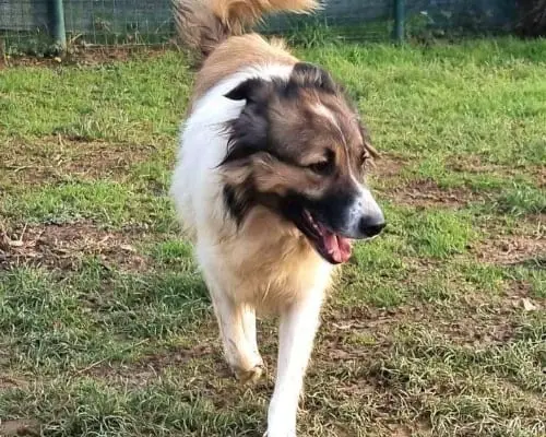 Adotta un cane, maschio, 8 anni e 9 mesi, Bergamo