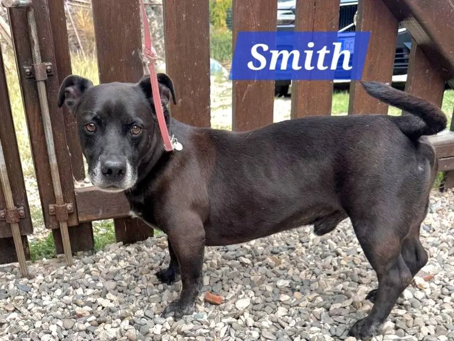 Adozione cane, maschio, Razza sconosciuta Razza sconosciuta, 6 anni e 6 mesi, taglia media contenuta, Roma