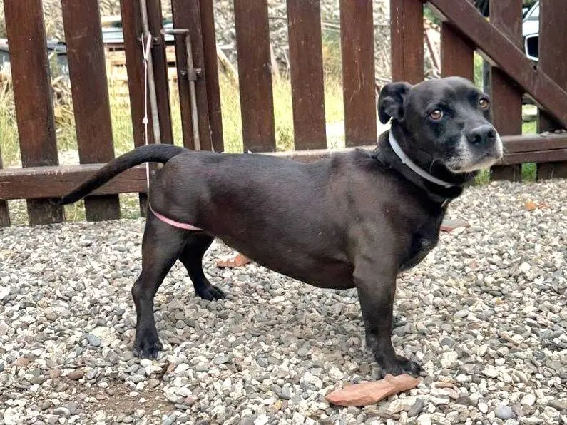 Adotta un cane, taglia media contenuta, maschio, Roma