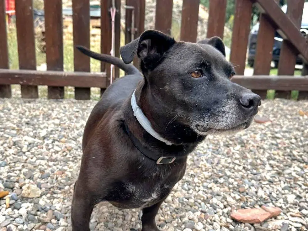 Adotta un cane, maschio, 6 anni e 6 mesi, Roma