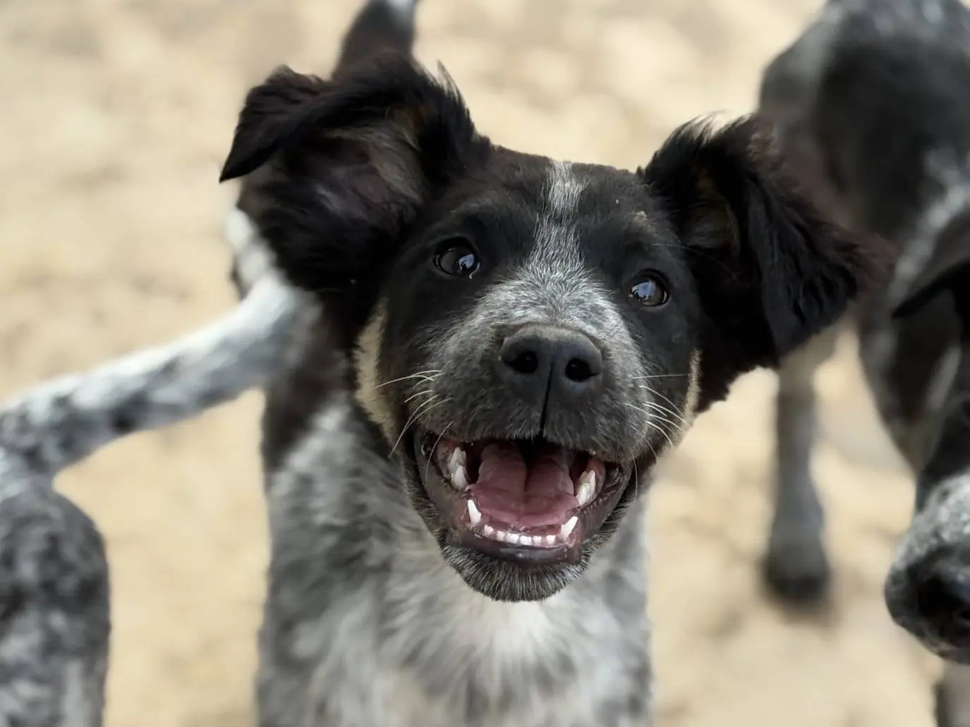 Adotta un cane, taglia media, maschio, Taranto