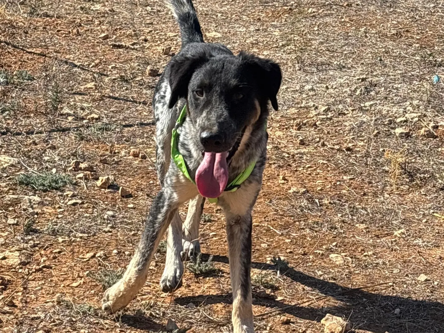Adozione cane, maschio, Pointer Razza sconosciuta, 9 mesi, taglia media, Taranto