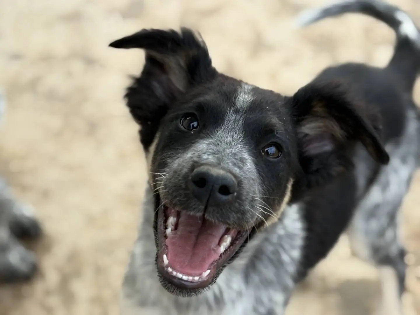 Vuoi adottare un cane a Taranto?