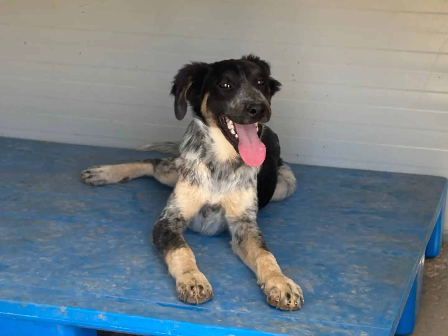 Adotta il cane Sanji a Taranto