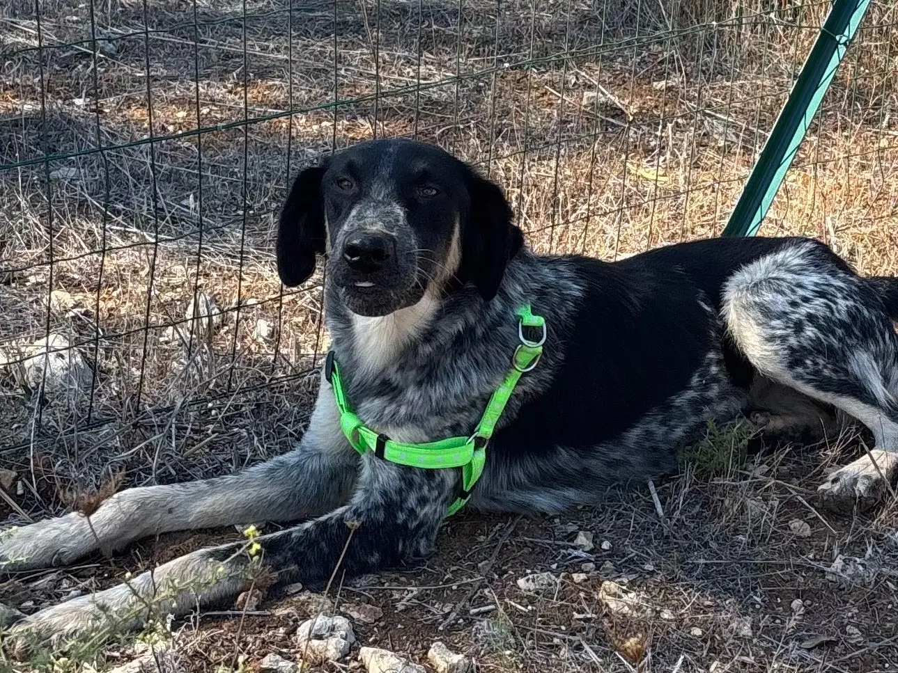 Adotta un cane, maschio, 9 mesi, Taranto