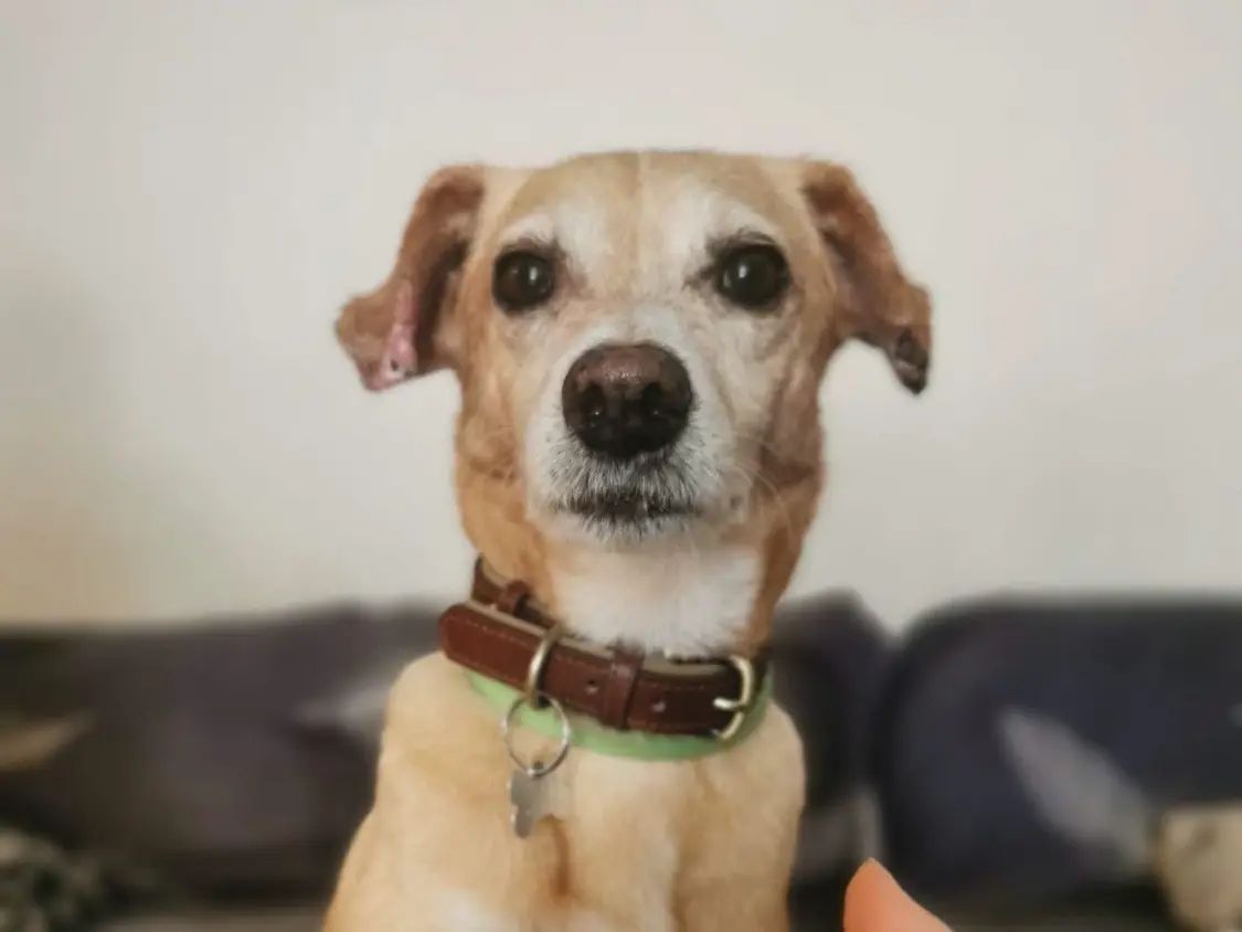 Adozione cane, femmina, Razza sconosciuta Razza sconosciuta, 6 anni e 9 mesi, taglia piccola, Monza