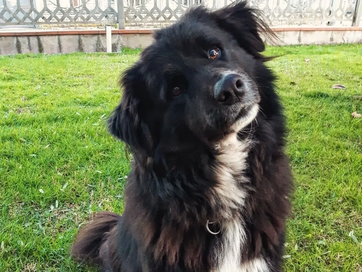 Adozione cane, maschio, Razza sconosciuta Razza sconosciuta, 6 anni e 4 mesi, taglia grande, Mantova