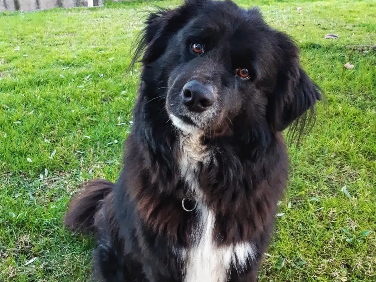 Adotta un cane, maschio, 6 anni e 4 mesi, Mantova