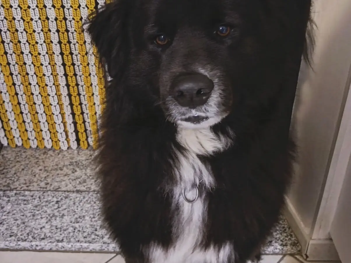 Adotta il cane DROGON a Mantova
