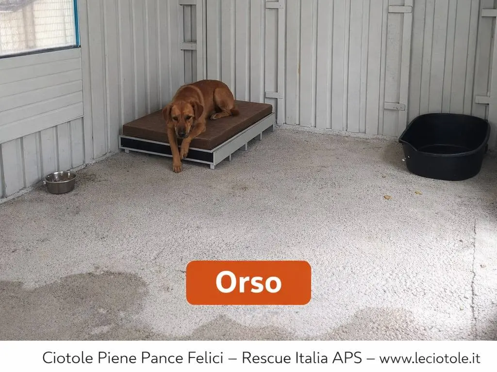 Adotta un cane, maschio, 3 anni e 7 mesi, Avellino