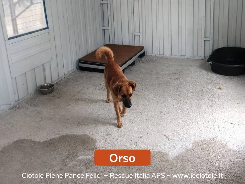 Adotta un cane, taglia media, maschio, Avellino
