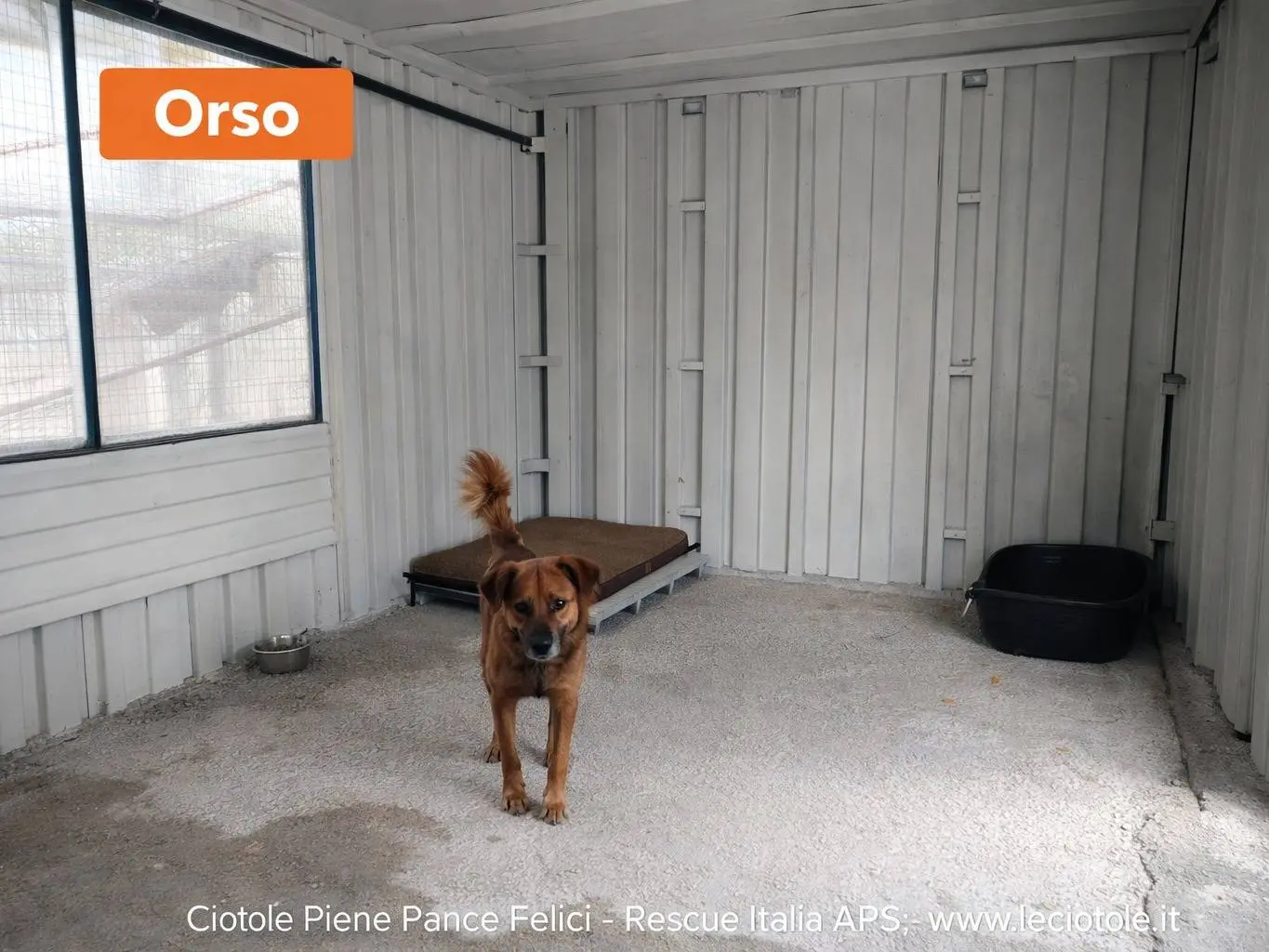 Adozione cane, maschio, Razza sconosciuta Razza sconosciuta, 3 anni e 7 mesi, taglia media, Avellino