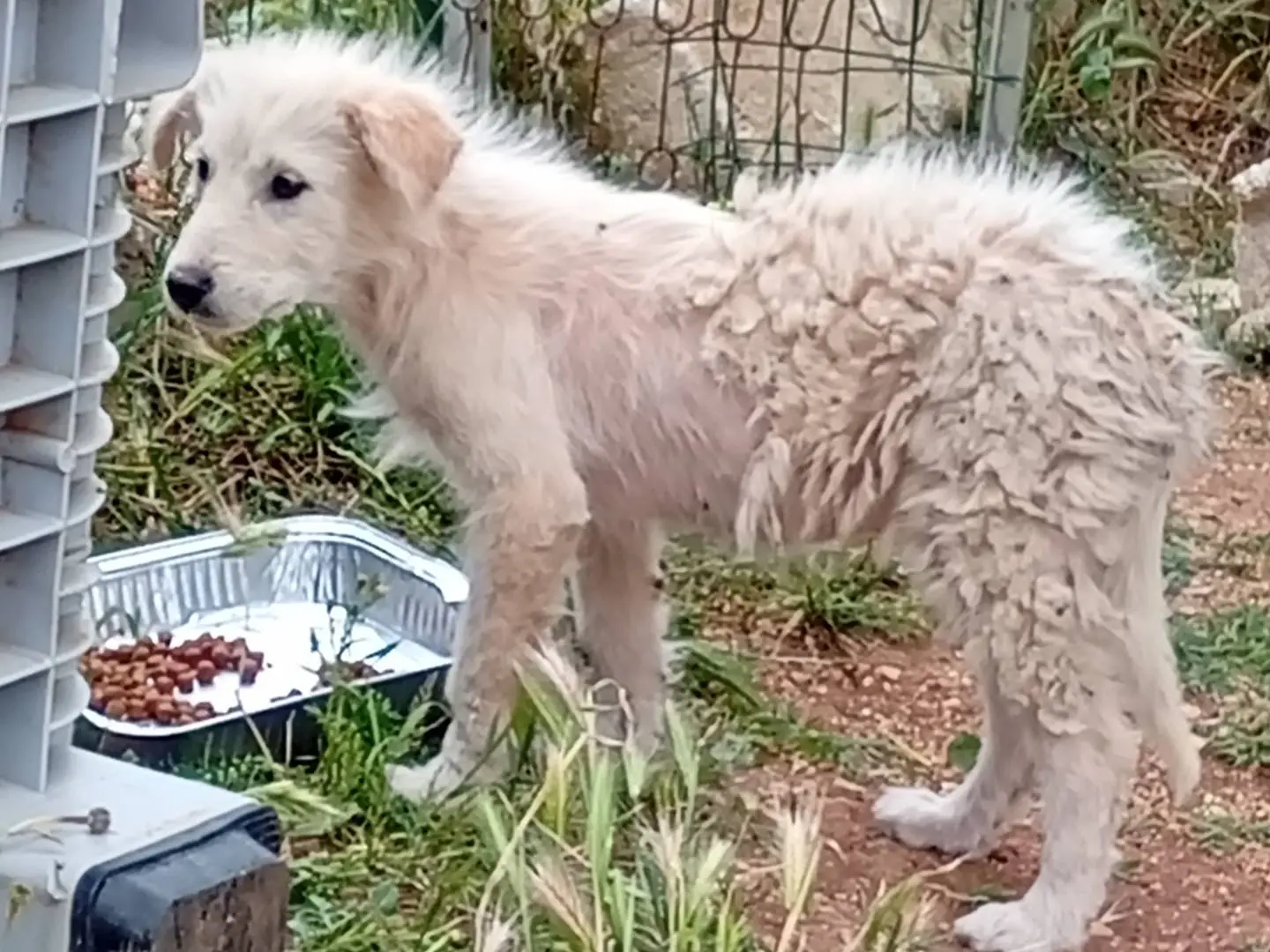 Adotta il cane Shiva a Bari