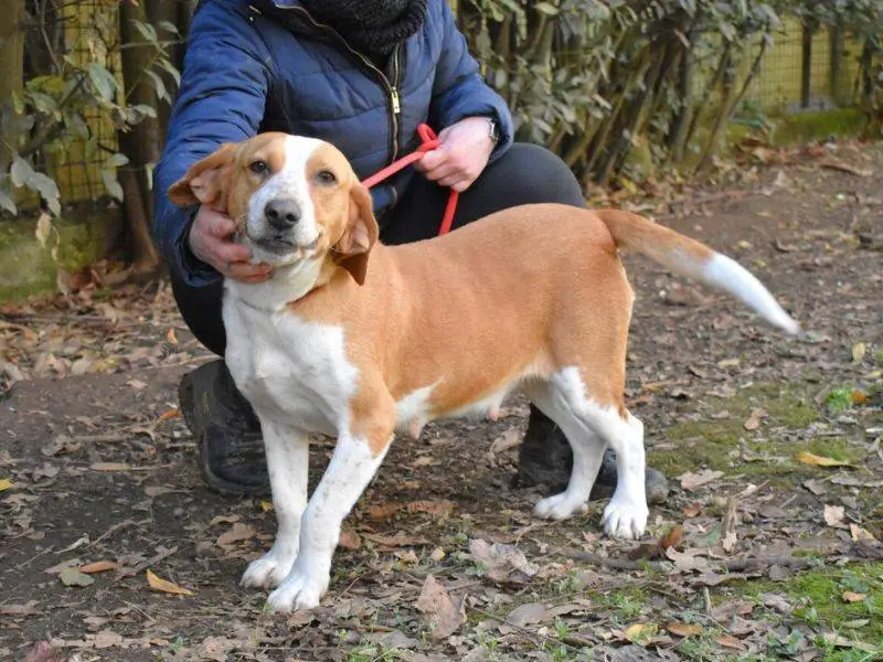 Adotta un cane, femmina, 7 anni e 11 mesi, Roma