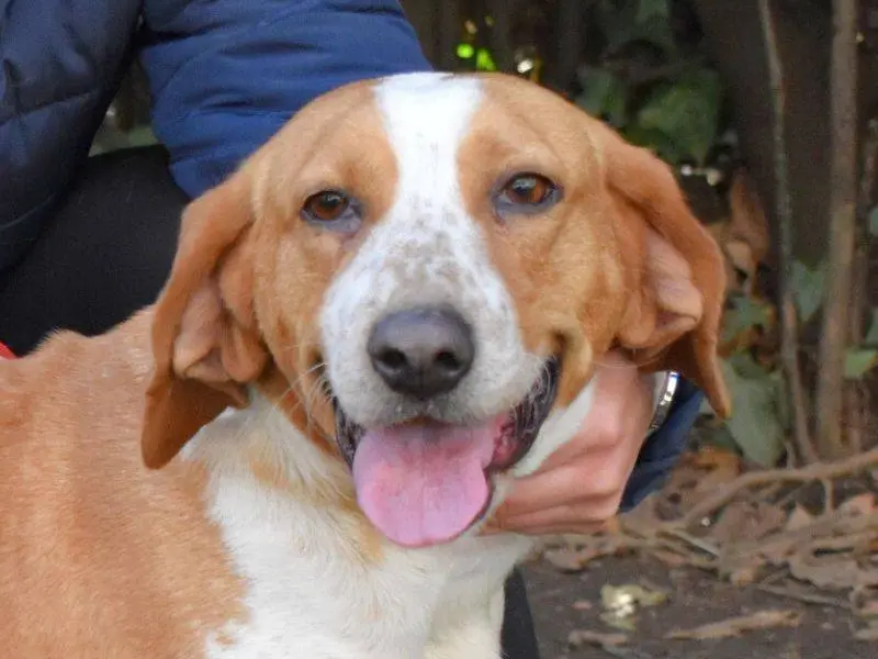 Adozione cane, femmina, Beagle Razza sconosciuta, 7 anni e 11 mesi, taglia media, Roma