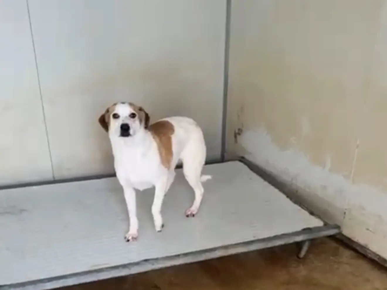 Adotta un cane, maschio, 1 anno e 7 mesi, Latina