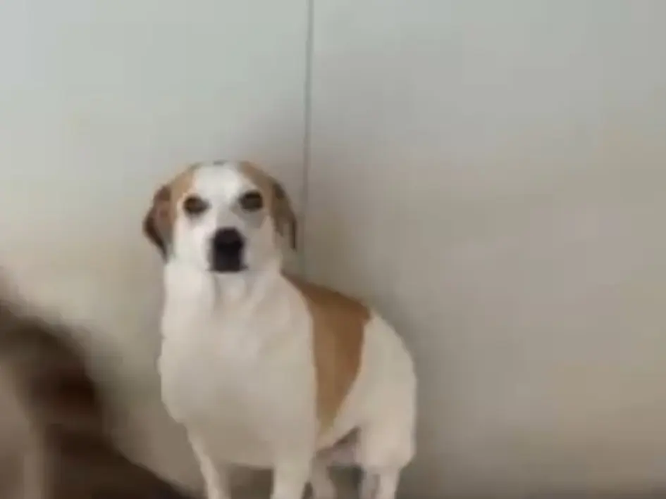 Adotta un cane, taglia media contenuta, maschio, Latina