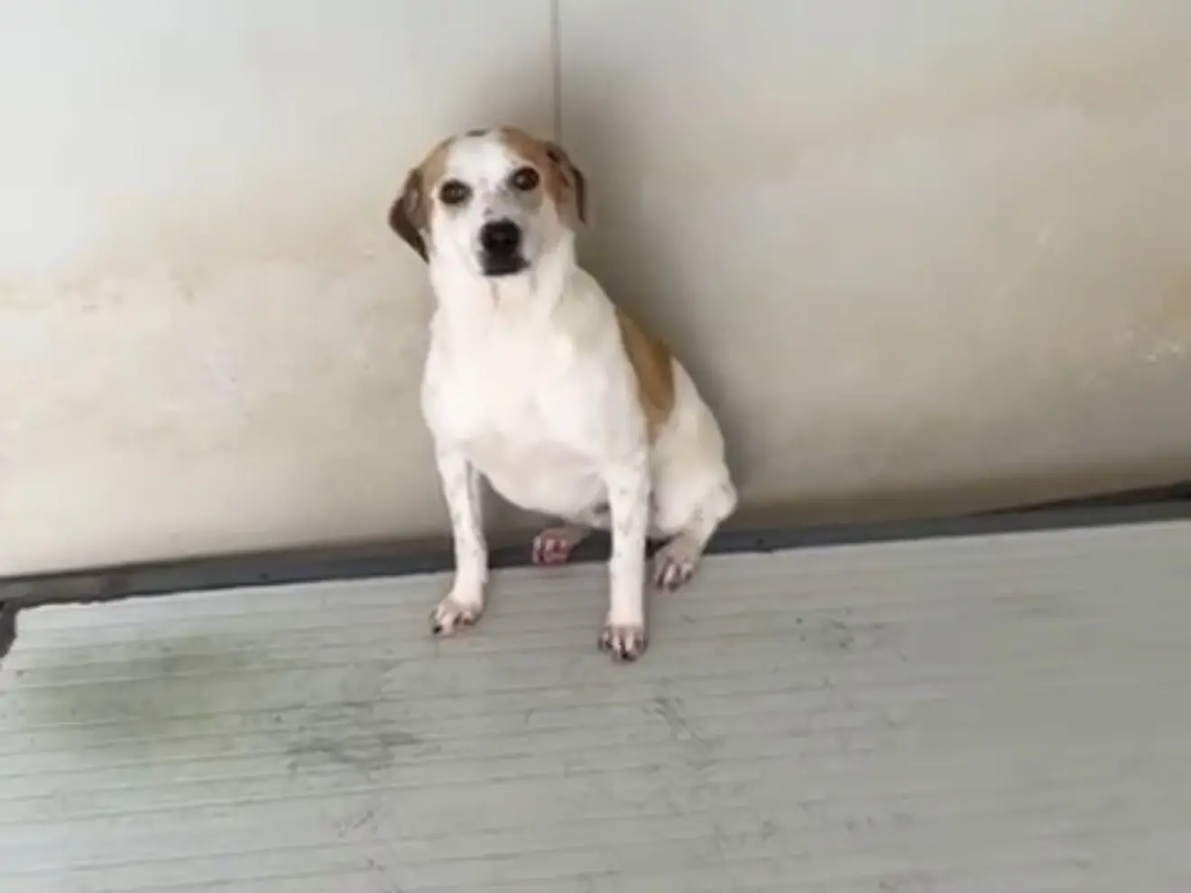 Adozione cane, maschio, Razza sconosciuta Razza sconosciuta, 1 anno e 7 mesi, taglia media contenuta, Latina