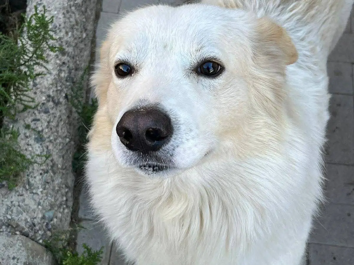 Adozione cane, maschio, Pastore maremmano Razza sconosciuta, 3 anni e 6 mesi, taglia grande, Messina