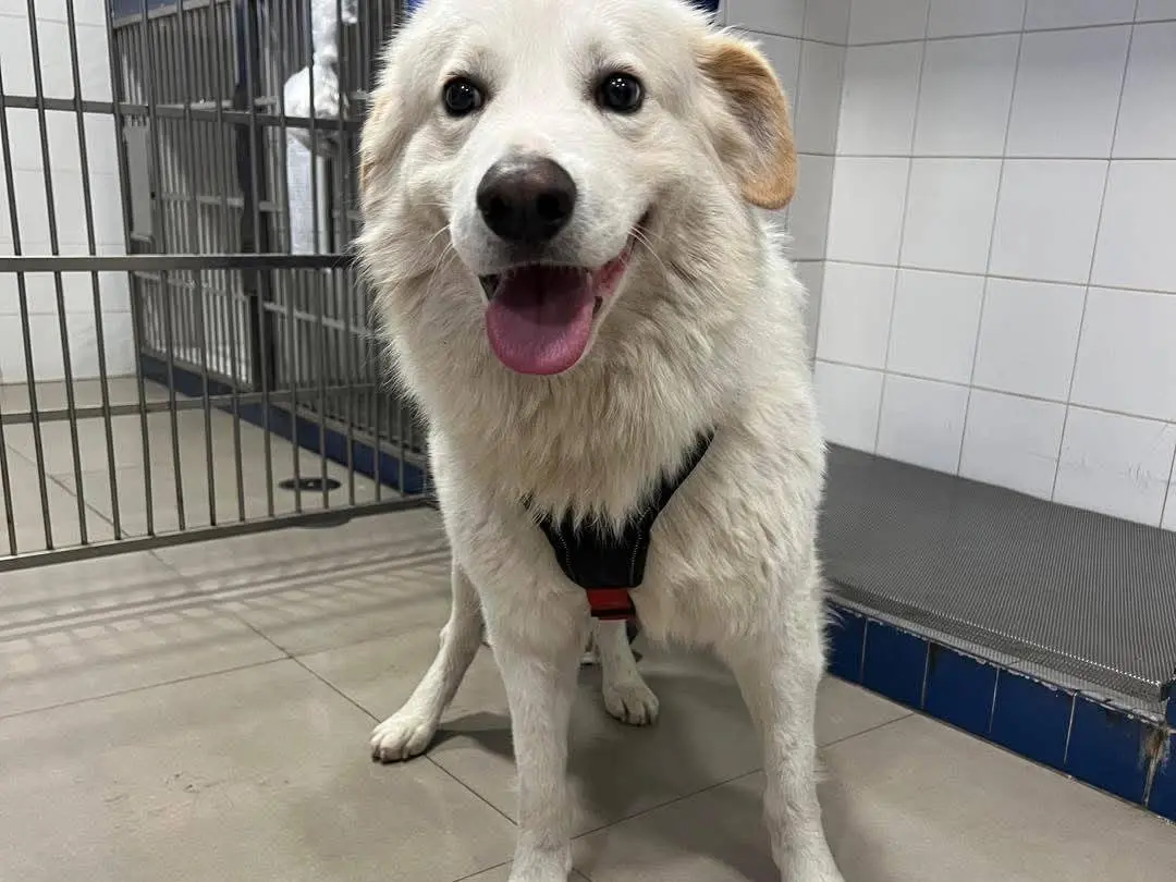 Adotta un cane, taglia grande, maschio, Messina