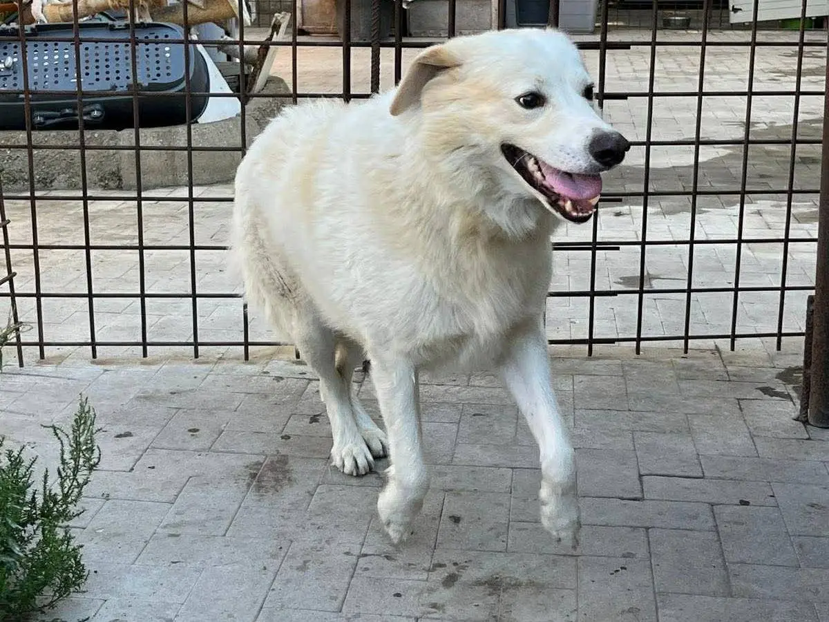 Adotta un cane, maschio, 3 anni e 6 mesi, Messina