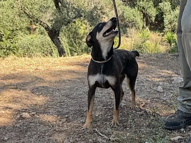 Adotta il cane Bricola a Latina