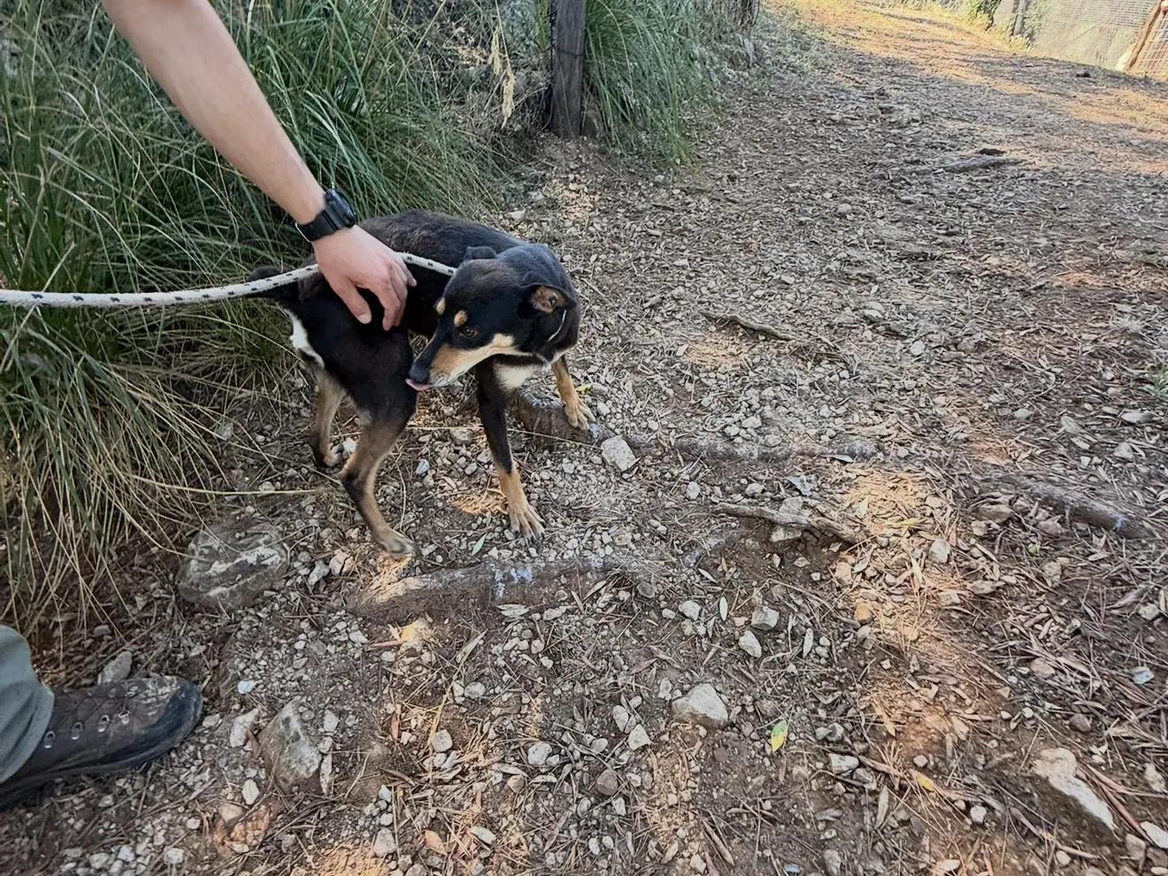 Adotta un cane, taglia piccola, maschio, Latina