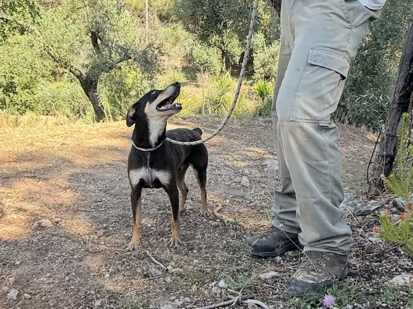 Adotta un cane, maschio, 6 anni e 9 mesi, Latina