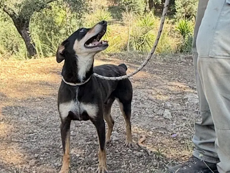 Adozione cane, maschio, Razza sconosciuta Razza sconosciuta, 6 anni e 9 mesi, taglia piccola, Latina