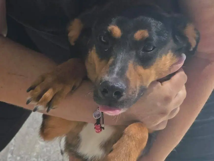 Adozione cane, maschio, Razza sconosciuta Razza sconosciuta, 1 anno e 4 mesi, taglia piccola, Crotone