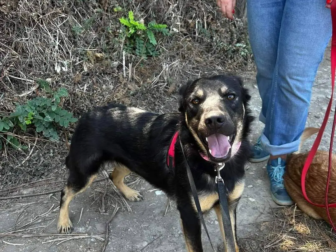Adozione cane, maschio, meticcio, 3 anni e 8 mesi, taglia media contenuta, Napoli