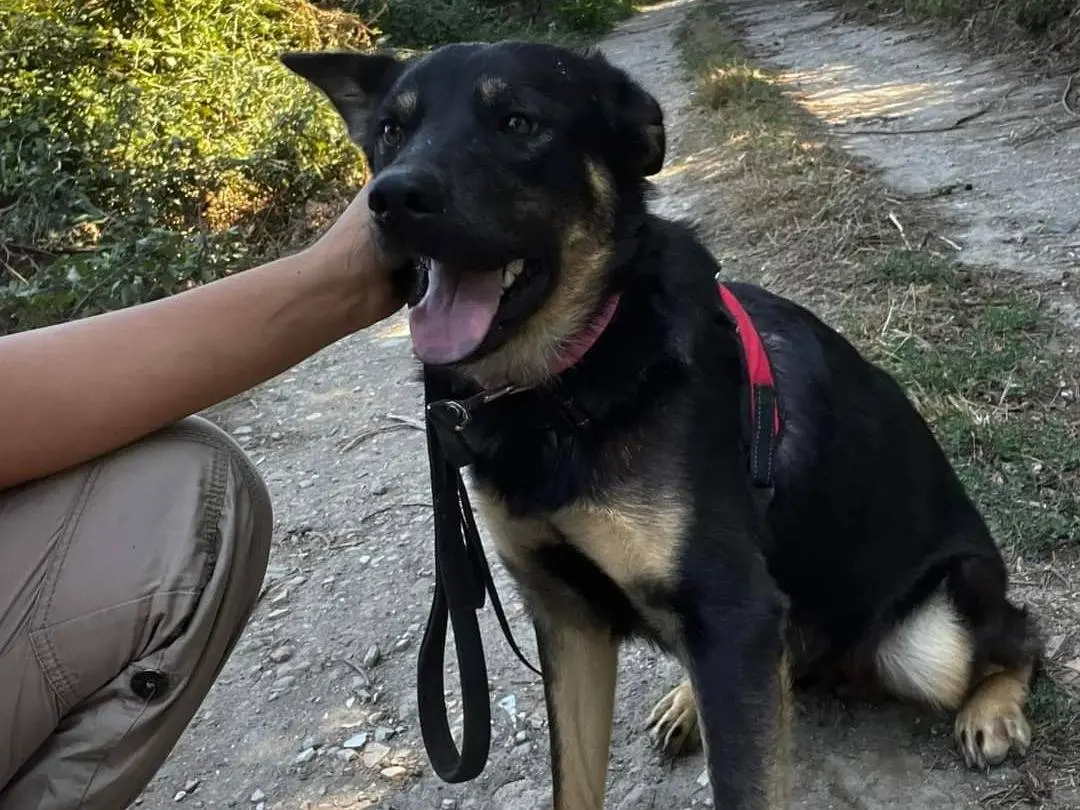 Adotta un cane, maschio, 3 anni e 8 mesi, Napoli