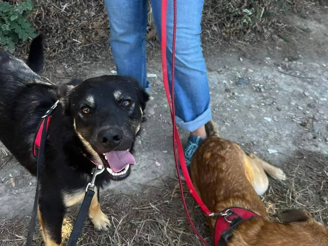 Adotta il cane Vanessa a Napoli