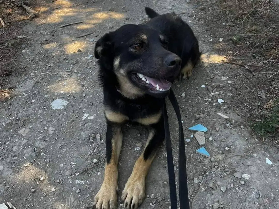 Vuoi adottare un cane a Napoli?
