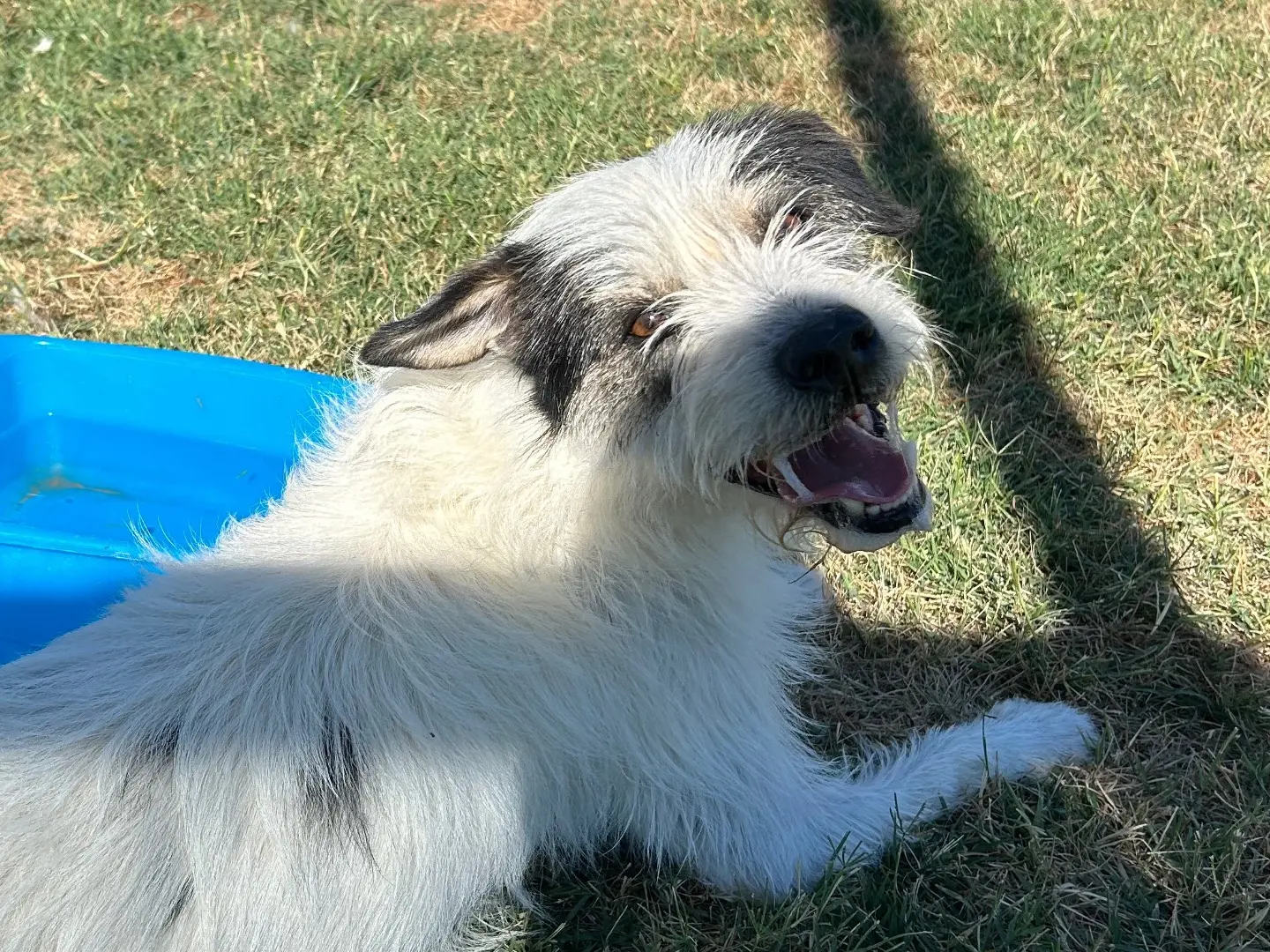 Adozione cane, maschio, Razza sconosciuta Razza sconosciuta, 7 anni e 4 mesi, taglia media contenuta, Latina