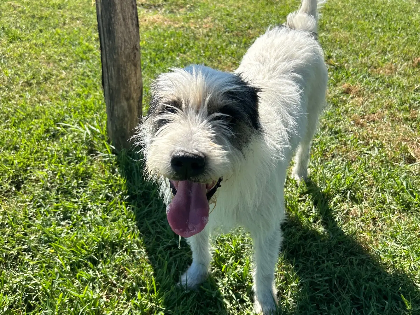 Adotta un cane, maschio, 7 anni e 4 mesi, Latina
