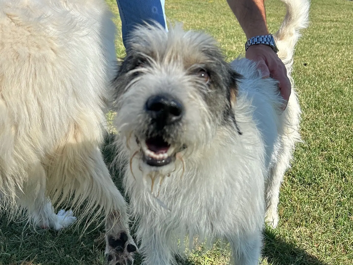 Adotta un cane, taglia media contenuta, maschio, Latina