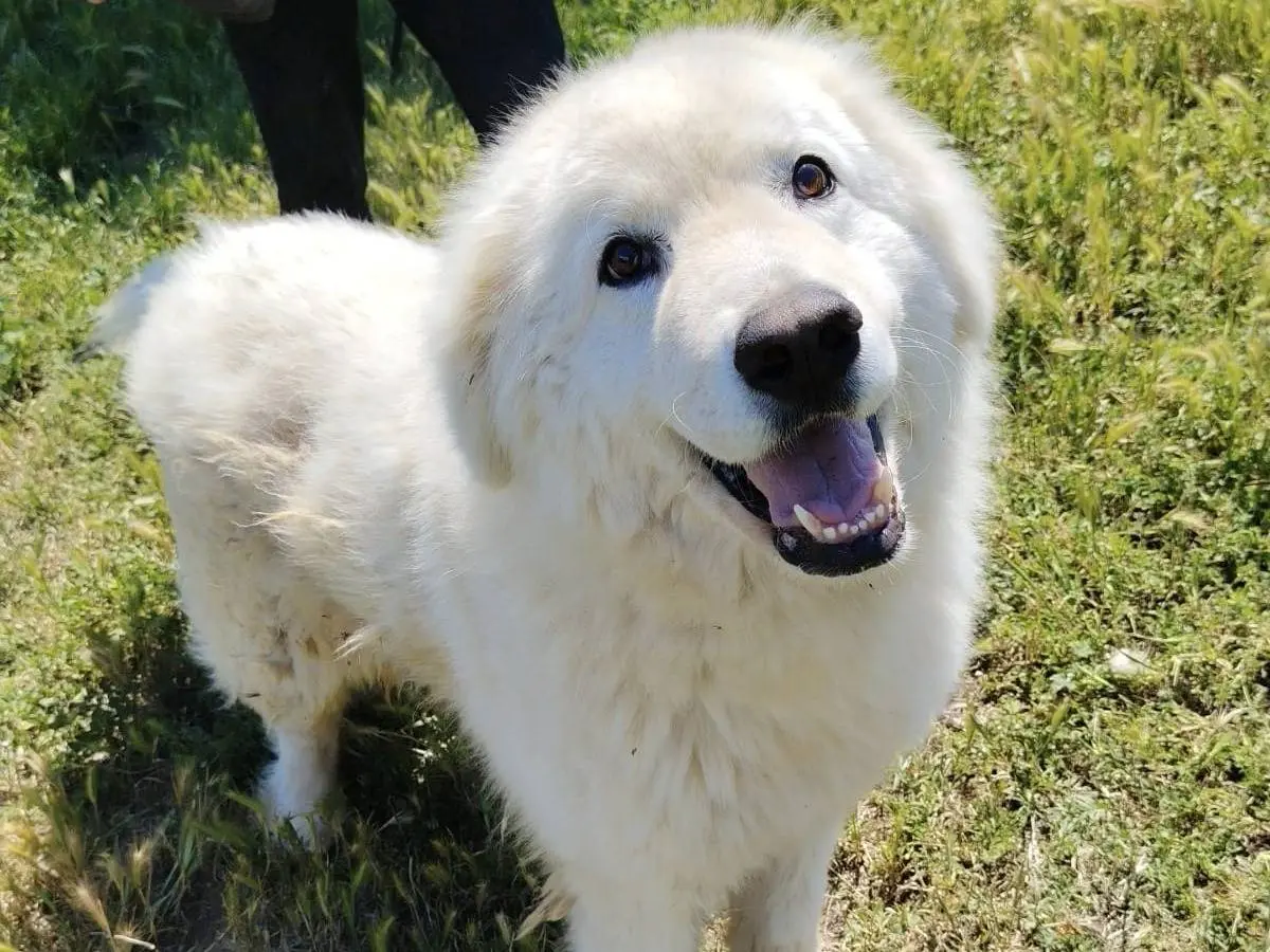 Adozione cane, maschio, Razza sconosciuta Razza sconosciuta, 7 anni e 5 mesi, taglia grande, Roma