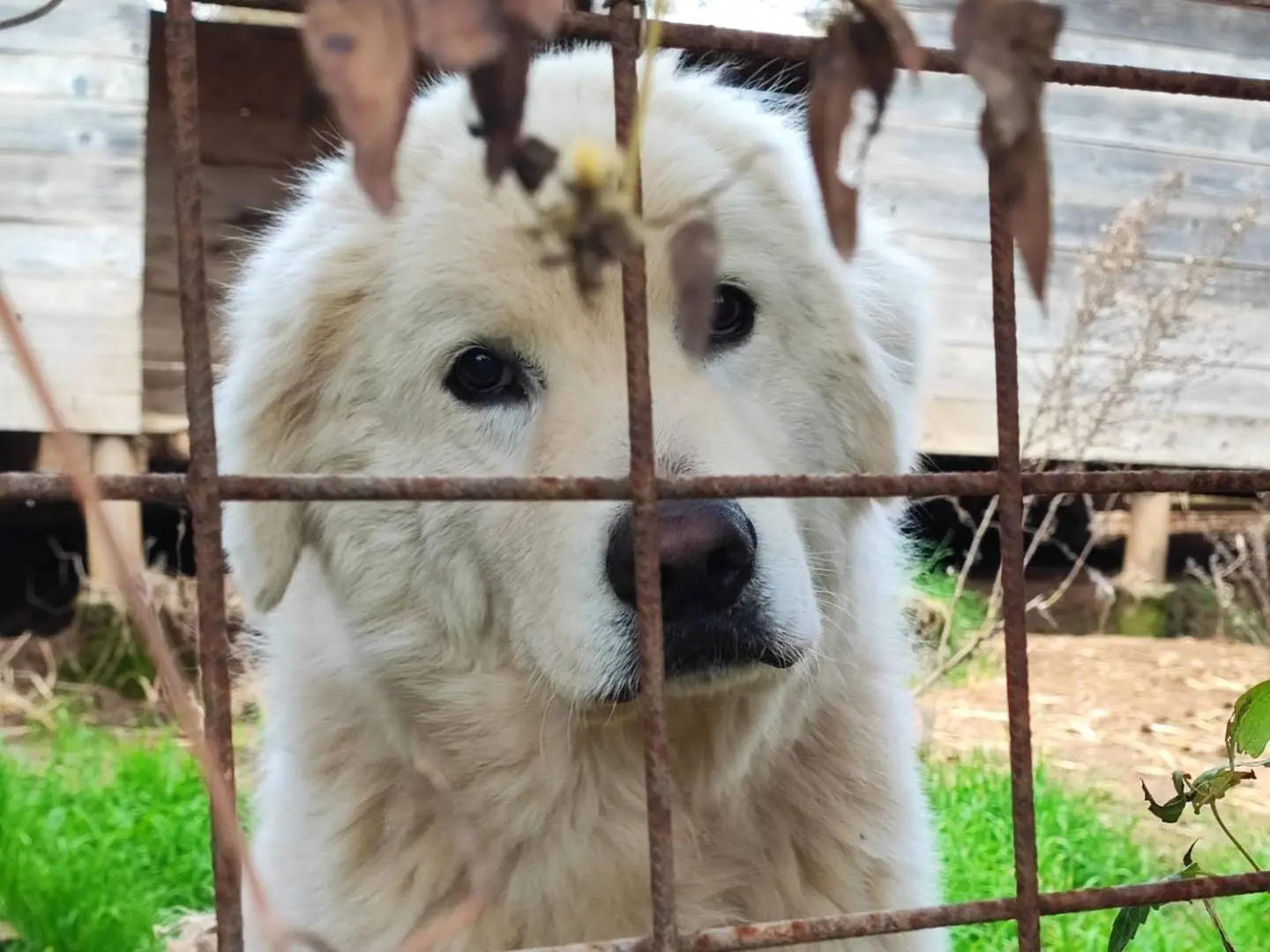 Adotta un cane, maschio, 7 anni e 5 mesi, Roma