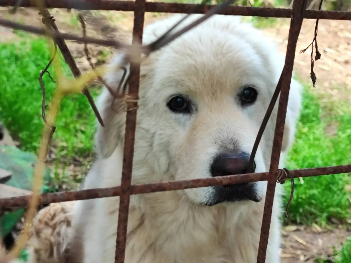 Adotta un cane, taglia grande, maschio, Roma