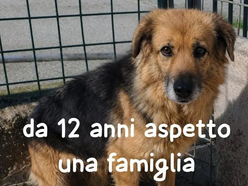 Foto 1 dell'animale