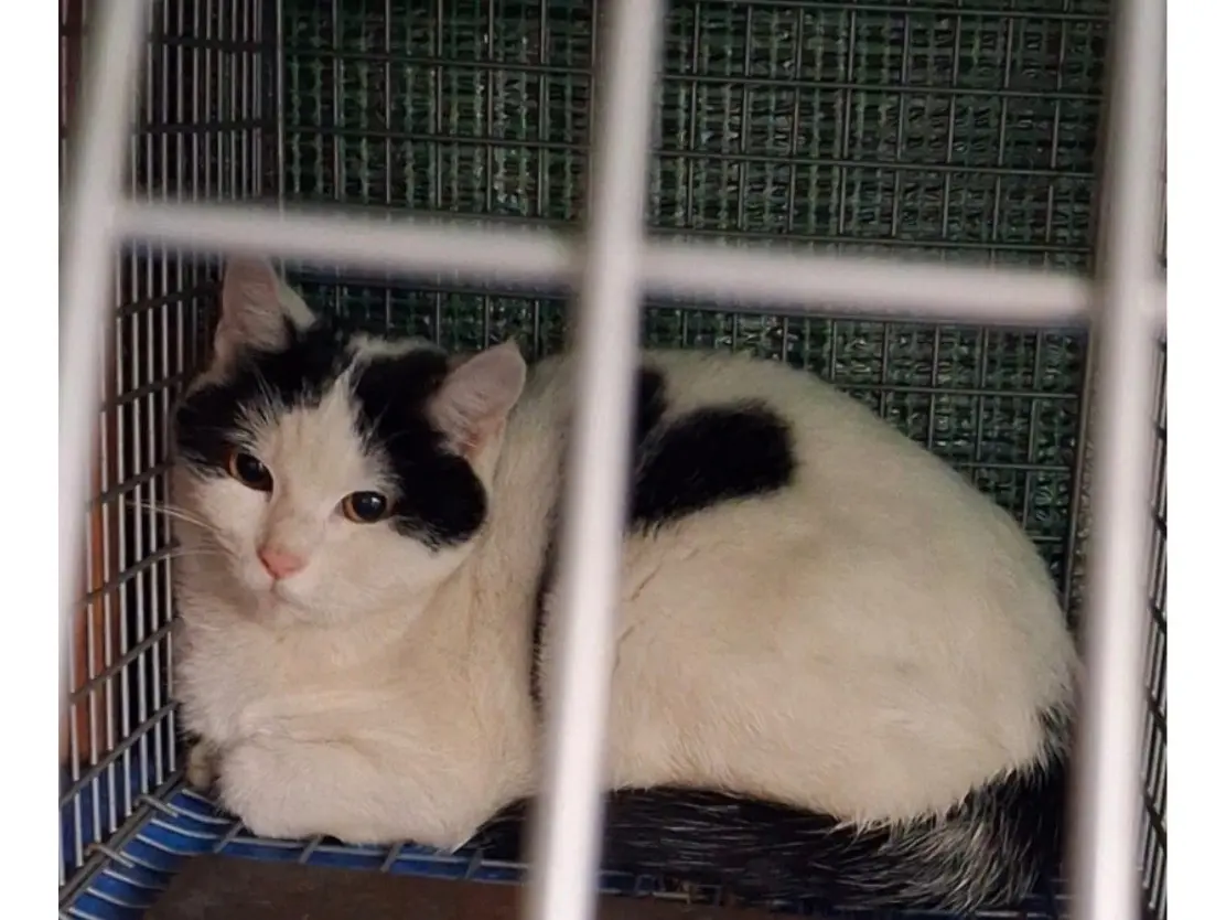 Adozione gatto, maschio, Razza sconosciuta Razza sconosciuta, 3 anni e 5 mesi, taglia non valida, Torino