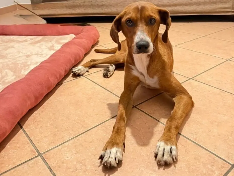 Adozione cane, maschio, Segugio Razza sconosciuta, 1 anno e 2 mesi, taglia media contenuta, Cosenza