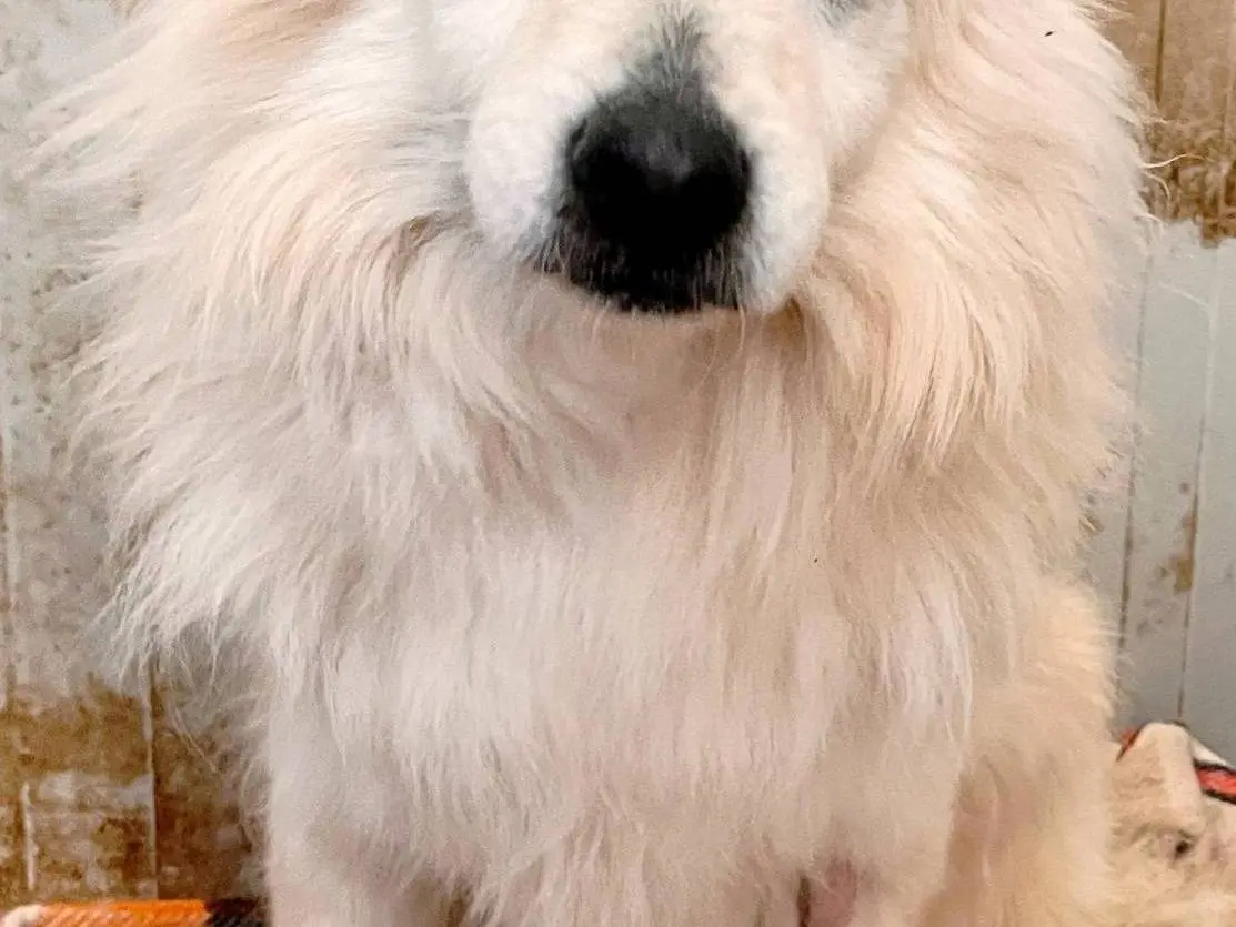 Adotta un cane, maschio, 1 anno e 9 mesi, Bari
