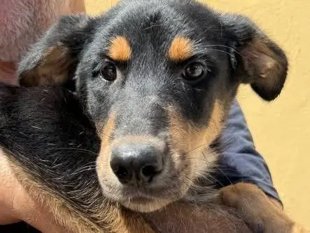 Adozione cane, femmina, Segugio Razza sconosciuta, 7 mesi, taglia media, Matera