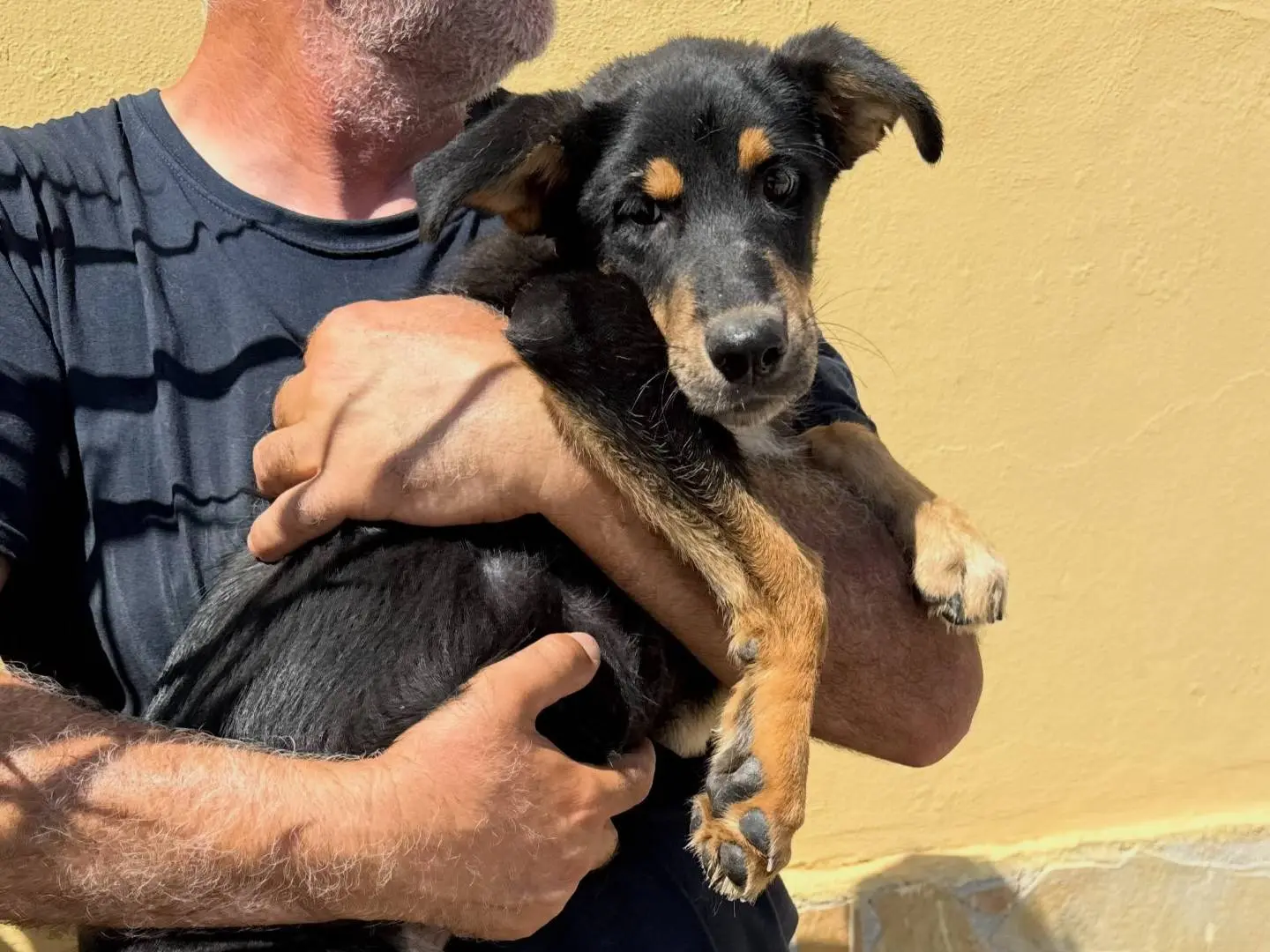 Adotta un cane, femmina, 7 mesi, Matera