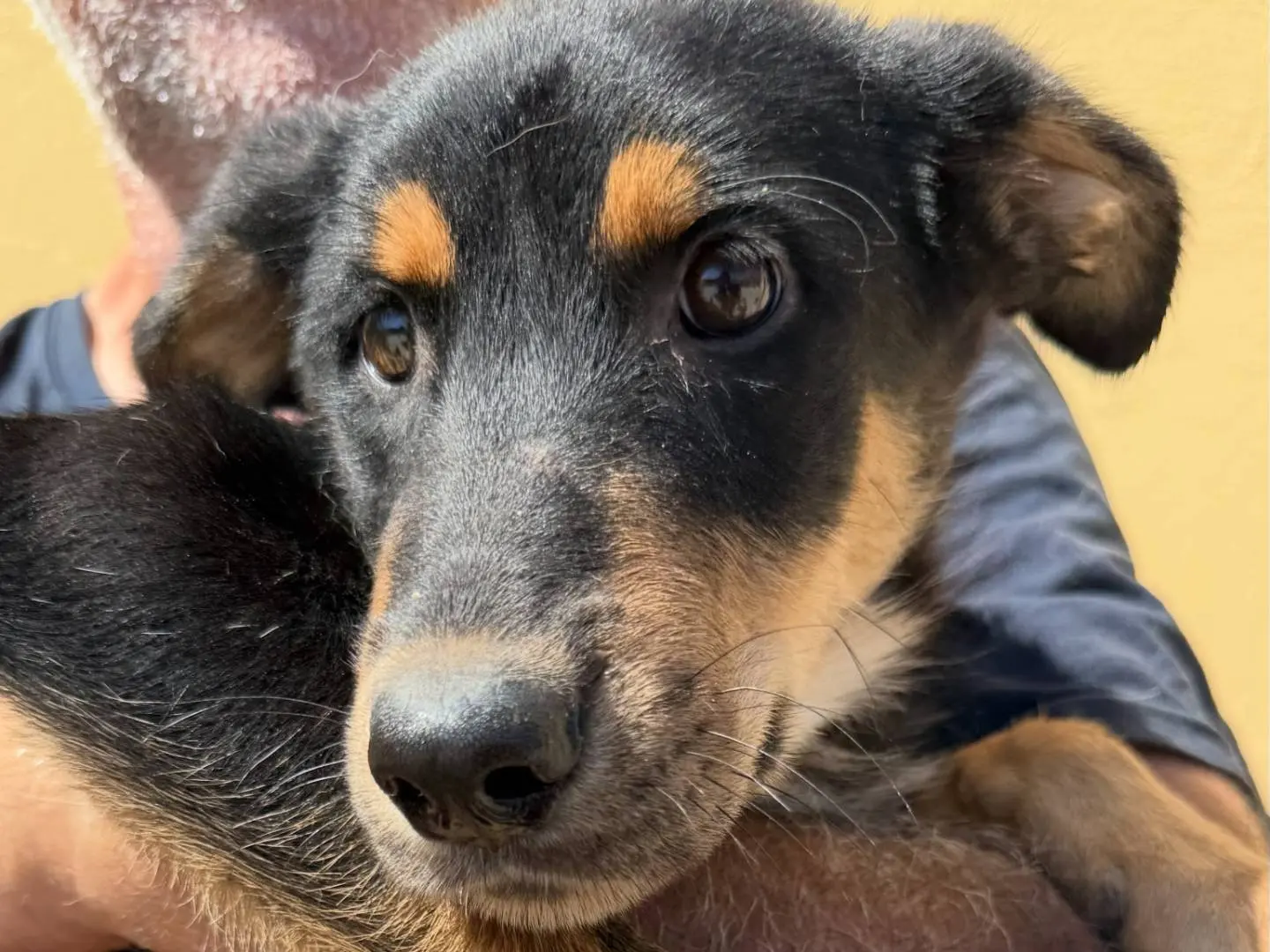 Adotta un cane, taglia media, femmina, Matera