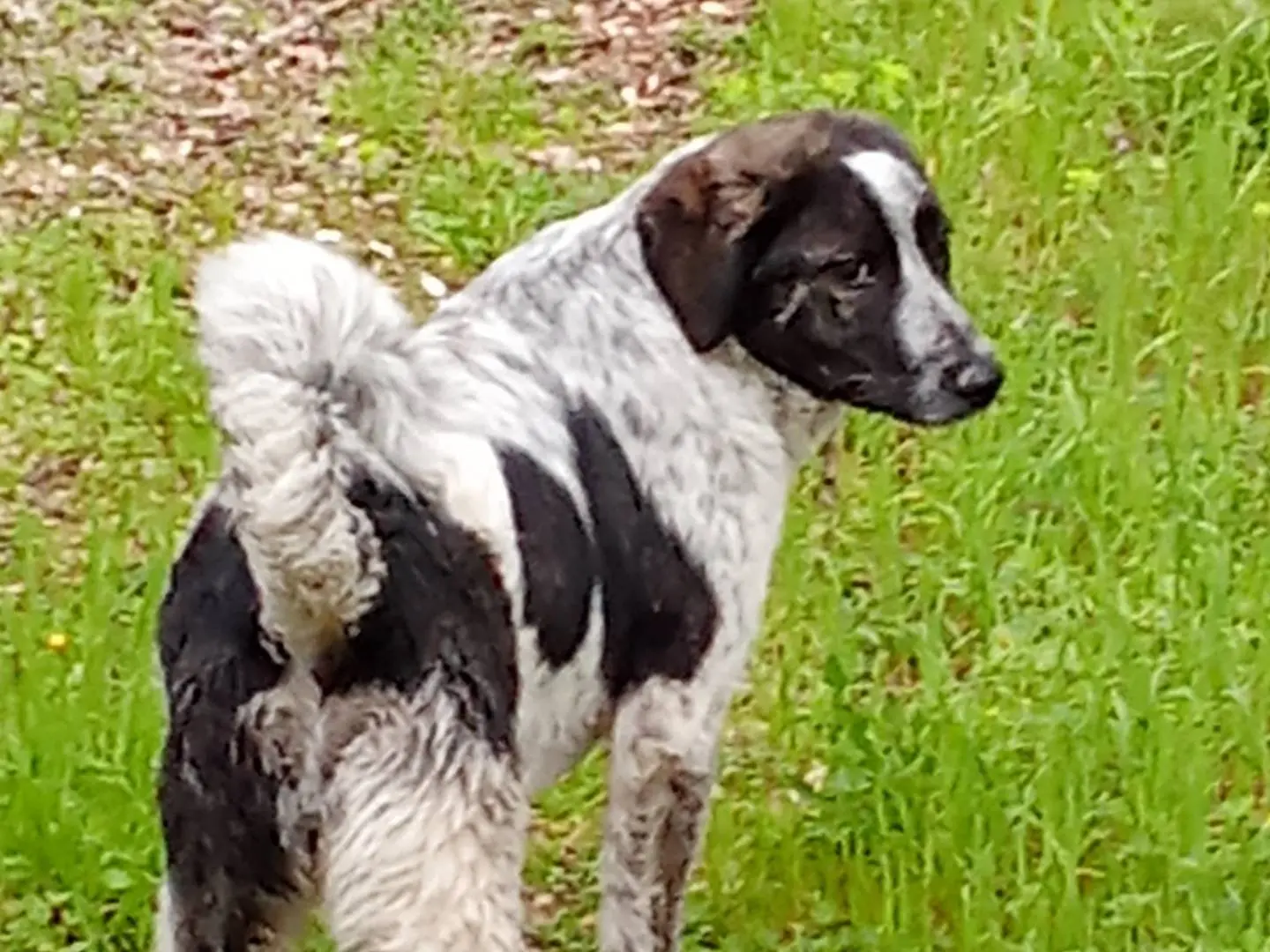 Adotta un cane, femmina, 1 anno e 10 mesi, Bari